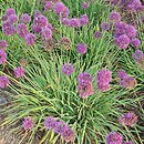 Allium hort. Medusa's Hair