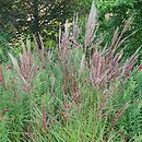 Miscanthus sinensis Buraczok