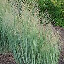 Panicum virgatum Heavy Metal