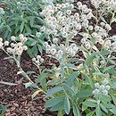 Anaphalis triplinervis Sommerschnee