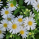 Aster ageratoides Starshine