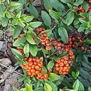 Pyracantha coccinea Lowboy