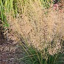 Deschampsia cespitosa Tardiflora