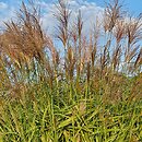Miscanthus sinensis Haniero