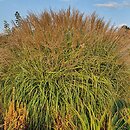 Miscanthus sinensis Ryki