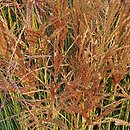 Miscanthus sinensis Ala