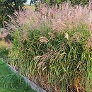 Miscanthus Lenda