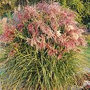 Miscanthus sinensis Boucle