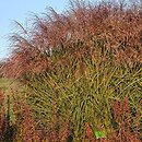 Miscanthus sinensis Cezar