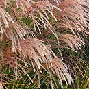 Miscanthus sinensis Snow Queen