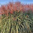 Miscanthus sinensis Lazur