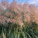 Miscanthus sinensis Golden Galaxy