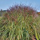 Miscanthus sinensis Pif-paf