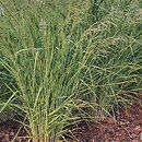 Panicum virgatum Silver Goblet