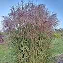 Miscanthus sinensis Red Geyser