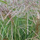 Miscanthus Makarena
