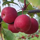 Malus ×purpurea Ola