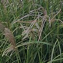 Miscanthus Tango