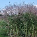 Miscanthus sinensis Paso Doble
