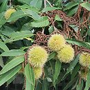 Castanea sativa (kasztan jadalny)