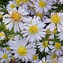 Symphyotrichum ericoides Erlkönig