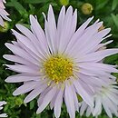 Symphyotrichum dumosum Kristina