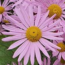 Chrysanthemum ×rubellum (złocień czerwonawy)