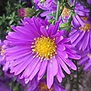 Symphyotrichum novi-belgii Island Samoa