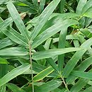 Pleioblastus viridistriatus