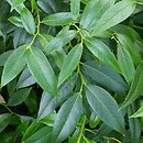 Leucothoe walteri (kiścień wawrzynowy)