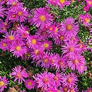 Symphyotrichum dumosum Starlight