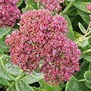 Sedum hort. Herbstfreude
