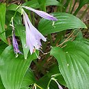 Hosta Lancifolia