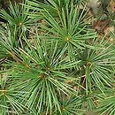 Cedrus libani ssp. stenocoma (cedr turecki)