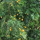 Taxus baccata Lutea