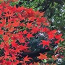 Acer palmatum Bloodgood