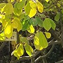 Hamamelis ×intermedia Westerstede