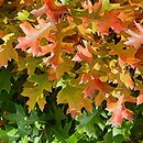 Quercus palustris Isabel