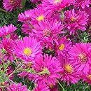 Symphyotrichum novi-belgii Crimson Brocade