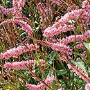 Polygonum amplexicaule Pink Elephant