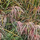 Miscanthus sinensis Huron Sunrise