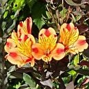 Alstroemeria aurea Indian Summer Tesronto