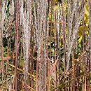Miscanthus sinensis Altweibersommer