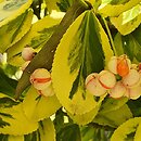 Euonymus fortunei Emerald'n Gold