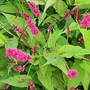 Polygonum amplexicaule Golden Arrow