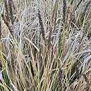 Sesleria argentea (sesleria srebrzysta)