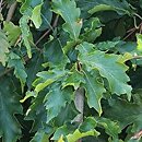 Fagus sylvatica s.str. Rohan Green Weeping