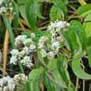 Heptacodium miconioides Minhep
