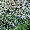 Poa labillardierei (wiechlina nowozelandzka)