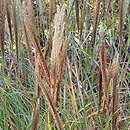 Miscanthus sinensis Beauty Queen